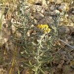 Achillea filipendulina habit picture by Abdul Ghaffar (cc-by-sa)