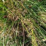 Juncus acutiflorus leaf picture by Agaath Bosma (cc-by-sa)