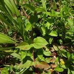 Lysimachia nemorum habit picture by Llandrich anna (cc-by-sa)