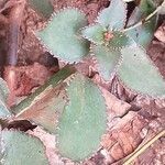 Kalanchoe lateritia habit picture by Maarten Vanhove (cc-by-sa)