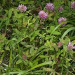 Trifolium medium habit picture by Martin Bishop (cc-by-sa)