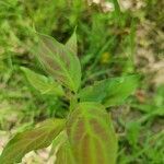 Cornus florida leaf picture by Holly Nobles (cc-by-sa)