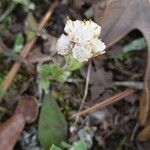 Antennaria plantaginifolia flower picture by Joshua Kuykendall (cc-by-sa)