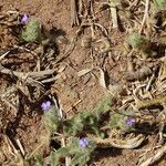 Nelsonia canescens habit picture by Maarten Vanhove (cc-by-sa)