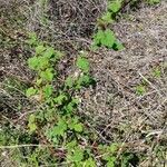 Rubus phoenicolasius habit picture by Matthias Foellmer (cc-by-sa)