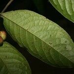 Siparuna guianensis leaf picture by Jean-François Molino (cc-by-sa)