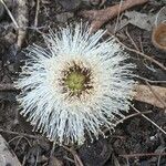 Eucalyptus globulus flower picture by Denis Bastianelli (cc-by-sa)