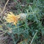 Centaurea collina flower picture by Pimprenelle de Luze (cc-by-sa)