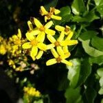 Senecio angulatus flower picture by Emilio Hernandez (cc-by-sa)