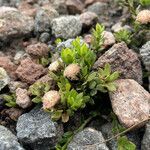 Baccharis alpina habit picture by Fabien Anthelme (cc-by-sa)