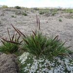 Aristida adscensionis habit picture by Fabien Anthelme (cc-by-sa)