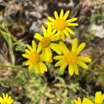 Senecio gallicus flower picture by Viviane Leszczynski (cc-by-sa)