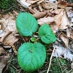 Viola rotundifolia leaf picture by Nikky Walk (cc-by-sa)