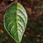 Cotoneaster bullatus leaf picture by Mikael Boström (cc-by-sa)