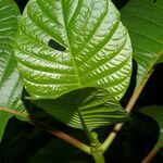 Cinchona pubescens leaf picture by Nelson Zamora Villalobos (cc-by-nc)