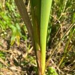 Typha angustifolia leaf picture by Adam Van Straten (cc-by-sa)