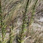 Oenothera parviflora habit picture by Pitty Du (cc-by-sa)