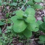 Mentha x villosa leaf picture by Damien GUY (cc-by-sa)