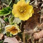 Geum montanum habit picture by Jean Deschâtres (cc-by-sa)