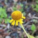 Helenium puberulum flower picture by Joshua West (cc-by-sa)