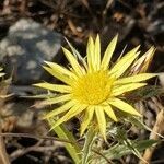 Carlina racemosa flower picture by Pereira Jorge (cc-by-sa)