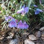 Penstemon heterophyllus flower picture by Donald Giroux (cc-by-sa)