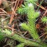 Lycopodium clavatum habit picture by Yoan MARTIN (cc-by-sa)