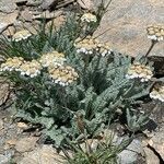 Achillea nana flower picture by Lanzoni Matteo (cc-by-sa)