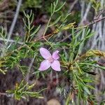 Boronia pinnata habit picture by Boris Therock (cc-by-sa)