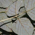 Erythrina globocalyx leaf picture by Nelson Zamora Villalobos (cc-by-nc)