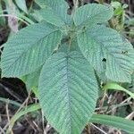 Rubus urticifolius leaf picture by Trap Hers (cc-by-sa)