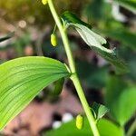 Polygonatum pubescens flower picture by Maarten Vanhove (cc-by-sa)