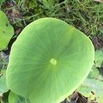 Nelumbo nucifera leaf picture by Daniel Barthelemy (cc-by-nc)