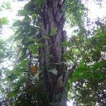 Attalea dubia habit picture by Renato Lima (cc-by-nc-sa)