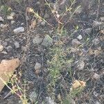 Artemisia campestris habit picture by jean claude Bonnin (cc-by-sa)