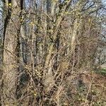 Cornus mas habit picture by Jean-Marie Frenoux (cc-by-sa)