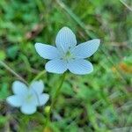 Parnassia glauca flower picture by Liz Meeks (cc-by-sa)