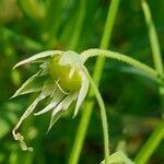 Stellaria holostea fruit picture by Pierre LEON (cc-by-sa)