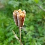 Fritillaria pyrenaica fruit picture by Mathilde Heas (cc-by-sa)