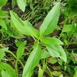 Adenostemma mauritianum leaf picture by susan brown (cc-by-sa)