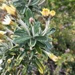 Chiliotrichum diffusum leaf picture by marck grandpierre (cc-by-sa)