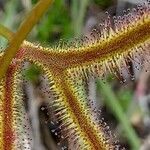 Drosera binata leaf picture by Boris Therock (cc-by-sa)