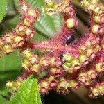 Miconia lacera leaf picture by Nelson Zamora Villalobos (cc-by-nc)