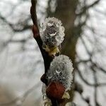 Salix appendiculata fruit picture by Matthieu Libeer (cc-by-sa)