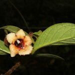 Drymonia alloplectoides flower picture by Nelson Zamora Villalobos (cc-by-nc)