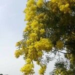 Acacia retinodes flower picture by Alain Ravaute (cc-by-sa)