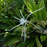 Hymenocallis caribaea fruit picture by claire Felloni (cc-by-sa)