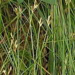 Carex brizoides fruit picture by Alexander Baransky (cc-by-sa)