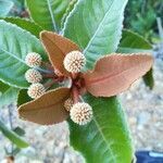 Pancheria ferruginea flower picture by Alejandra Barbry (cc-by-sa)