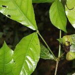 Rinorea deflexiflora fruit picture by Nelson Zamora Villalobos (cc-by-nc)